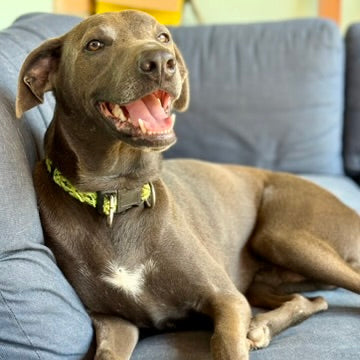 Chucho