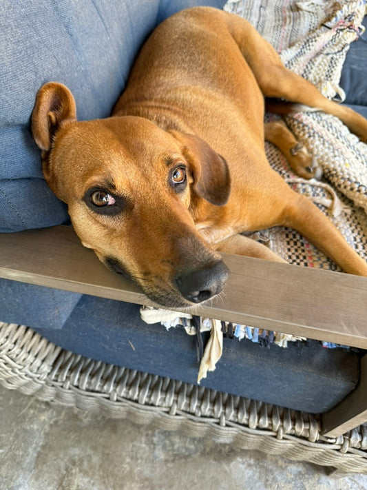 Milo 