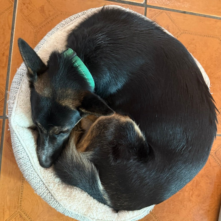 Lila