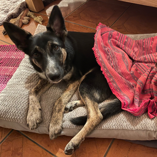 Lila
