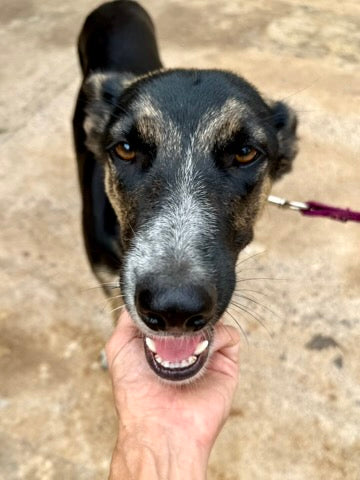 Lila