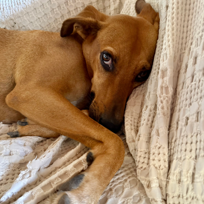Milo 