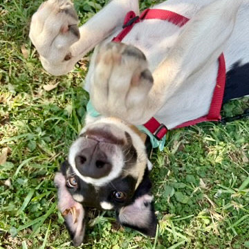 Mia