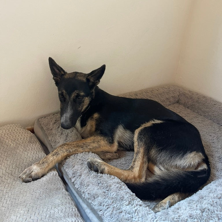 Lila