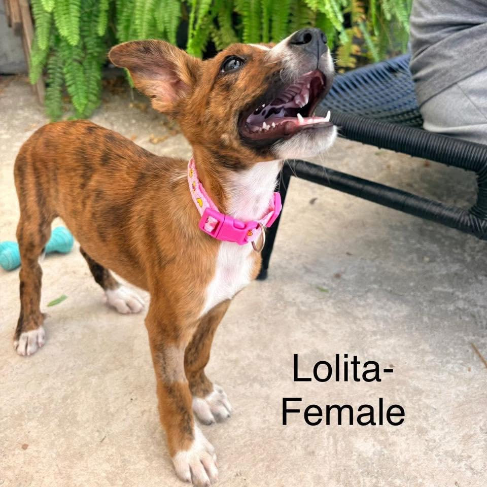 Lolita