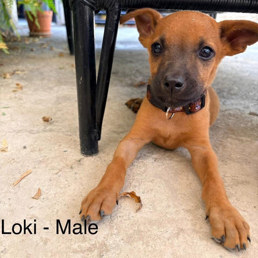 Loki