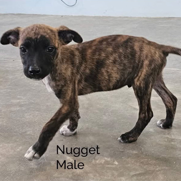 Nugget